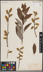 Foto von Salix discolor Muhl.